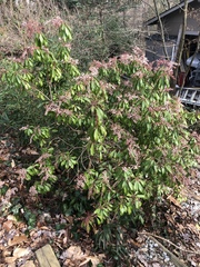 Pieris japonica
