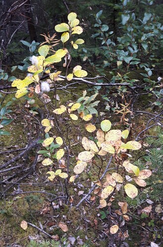 Rock Willow (Salix vestita)