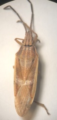 Mecidea major