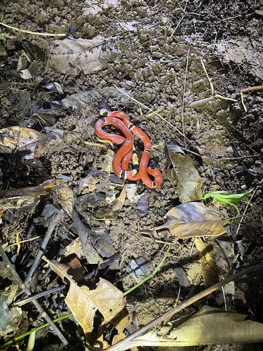 Mayan Coralsnake