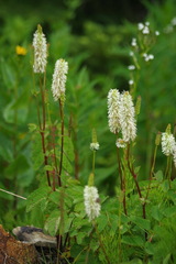 Sanguisorba stipulata