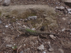 Podarcis siculus