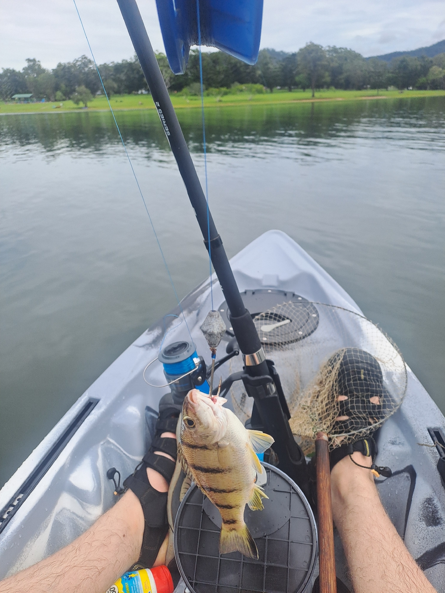 Banded Grunter photo 7