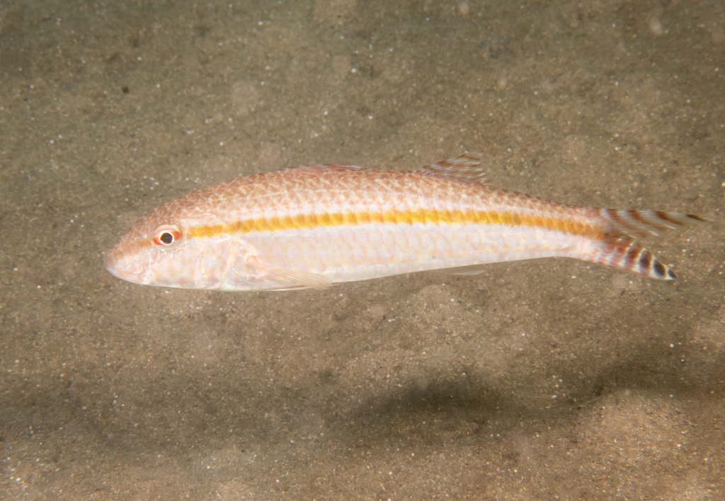 Australian goatfish (Upeneus australiae) — Mullidae