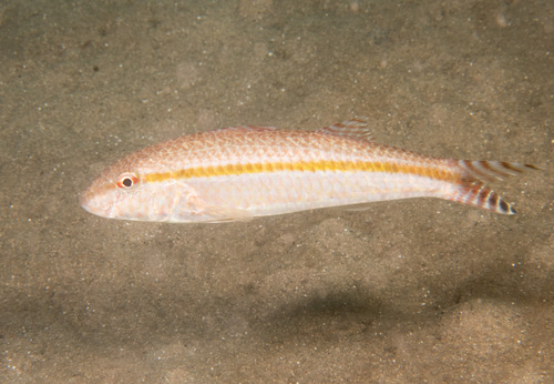 Australian goatfish (Upeneus australiae) — Mullidae