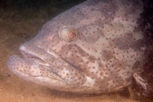 Brown-spotted grouper (Epinephelus coioides) — Serranidae — 3