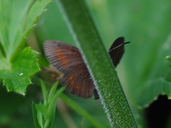 Erebia pharte