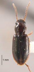 Bradycellus californicus