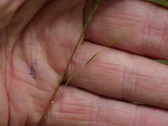 Microlaena carsei