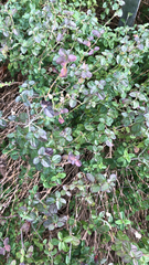 Scutellaria suffrutescens