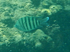 Abudefduf bengalensis