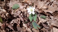 Jeffersonia diphylla