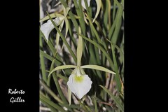 Brassavola tuberculata