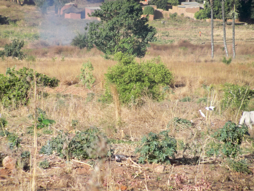 Western Cattle-Egret