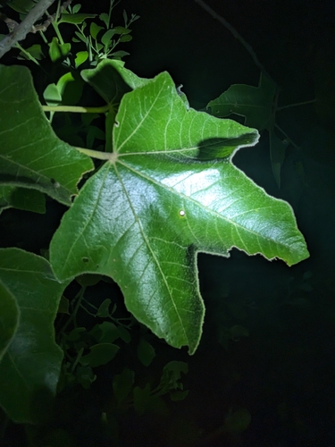 Kurrajong (Brachychiton chillagoensis)