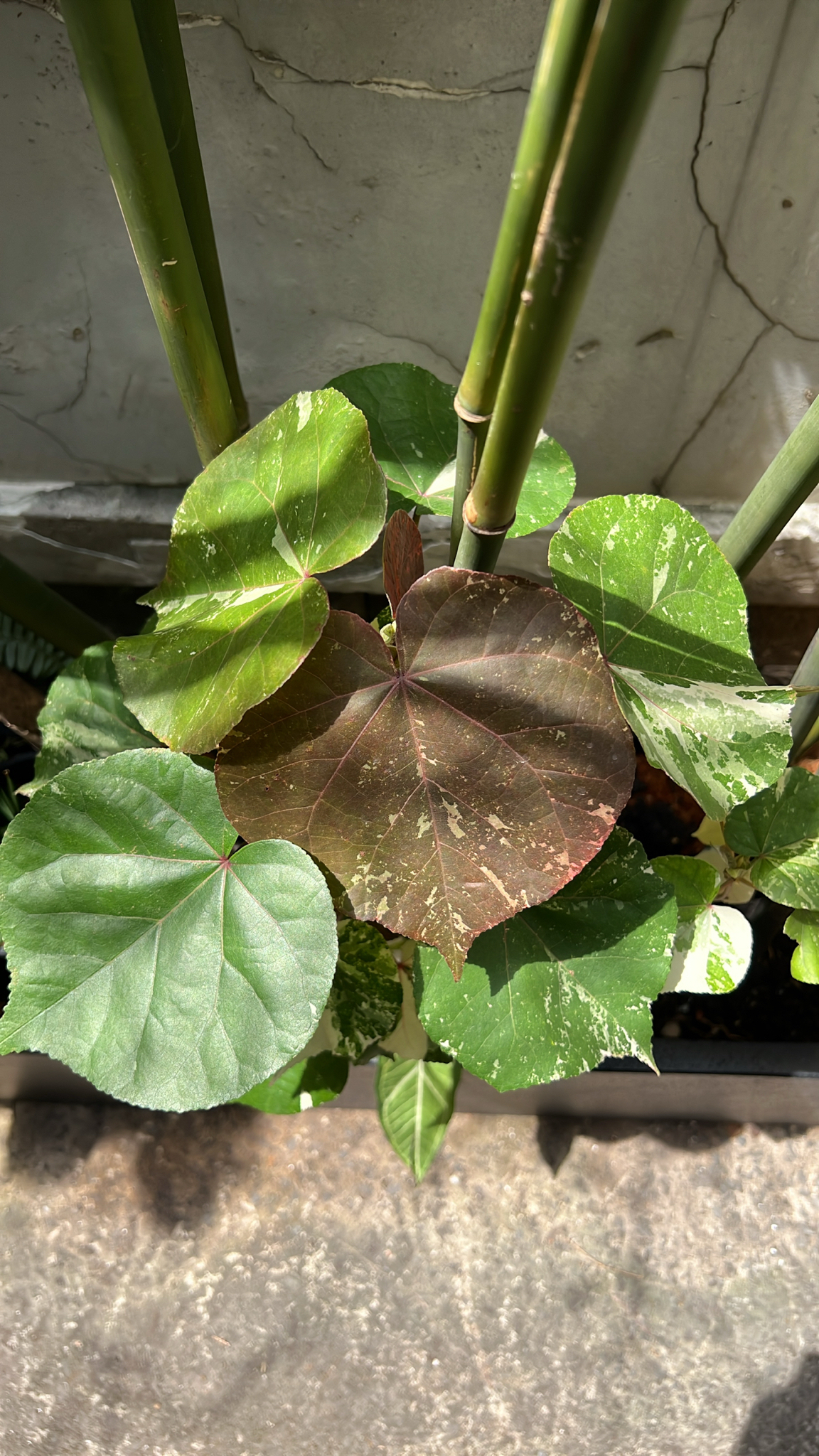 Talipariti tiliaceum — ảnh 2
