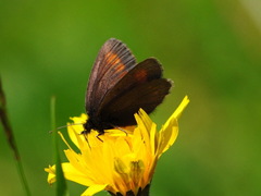 Erebia pharte