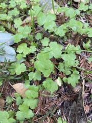 Lithophragma heterophyllum