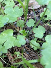 Lithophragma heterophyllum