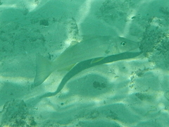 Sillago ciliata