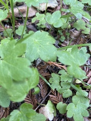 Lithophragma heterophyllum