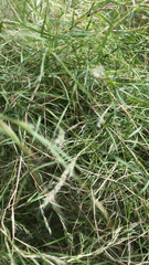 Muhlenbergia dumosa