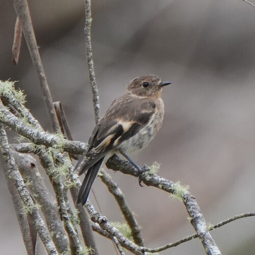 Flame Robin (Petroica phoenicea), photo 4