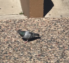 Columba livia domestica