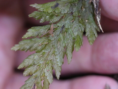 Abrodictyum elongatum