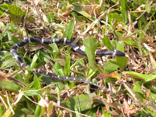 Indian Wolf Snake