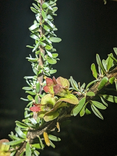 Antique Wood (Macropteranthes montana)