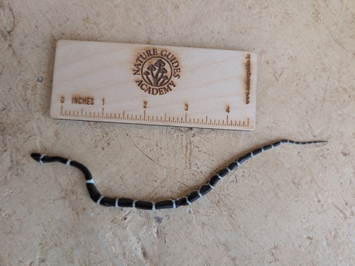 Indian Wolf Snake