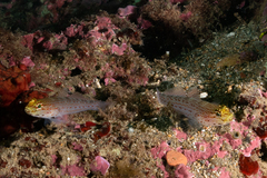 Gobius xanthocephalus