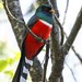 Mountain Trogon - Photo (c) M.L. Watson, some rights reserved (CC BY-NC-ND), uploaded by M.L. Watson