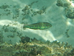Halichoeres margaritaceus