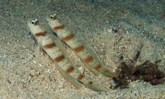 Redmargin Shrimpgoby photo 4
