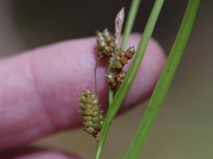Carex ochrosaccus