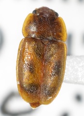 Epuraea