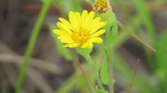 Heterotheca subaxillaris image