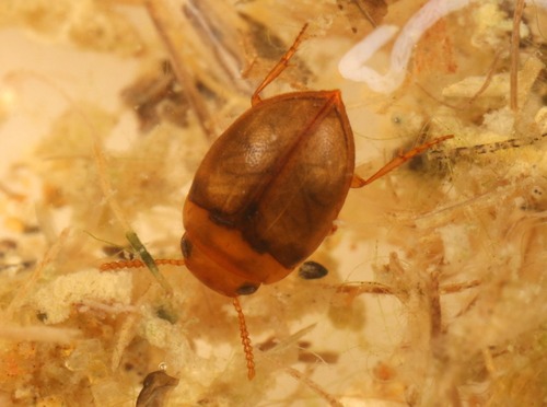 Hydrovatus stridulus