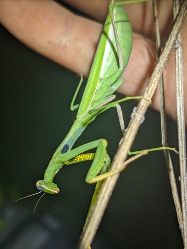 Eight-spot Mantis photo 2