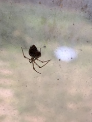 Theridiidae