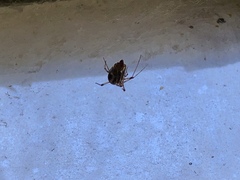 Theridiidae