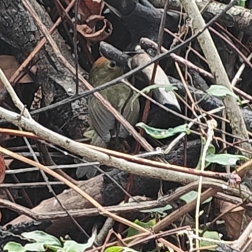 Rufous-capped Babbler