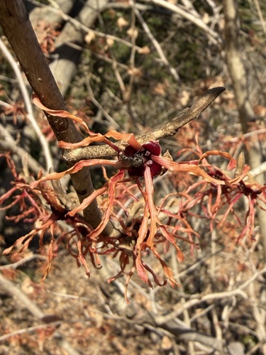 Hamamelis japonica observed 2026-02-15