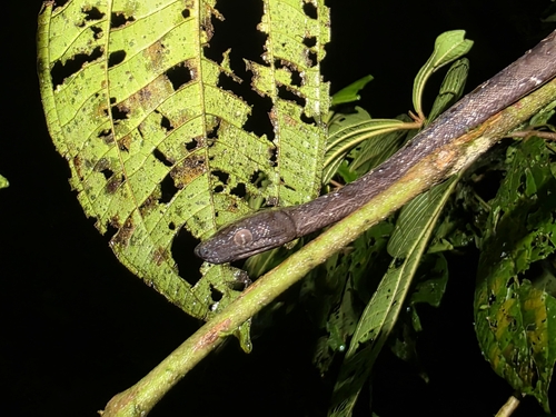 Ringed Tree Boa