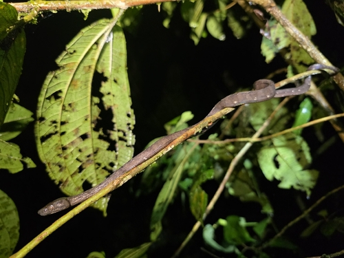 Ringed Tree Boa