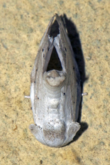 Niphopyralis