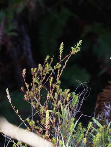 Lythrum maritimum observed 2026-02-13