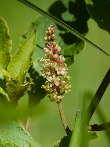 Phytolacca sandwicensis observed 2026-02-13